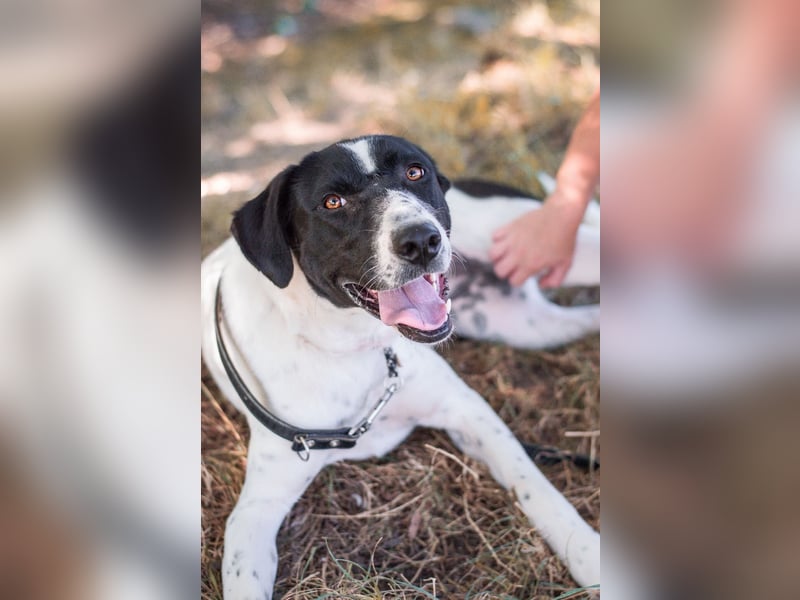 Menschenbezogene Agnes sucht ihr Zuhause