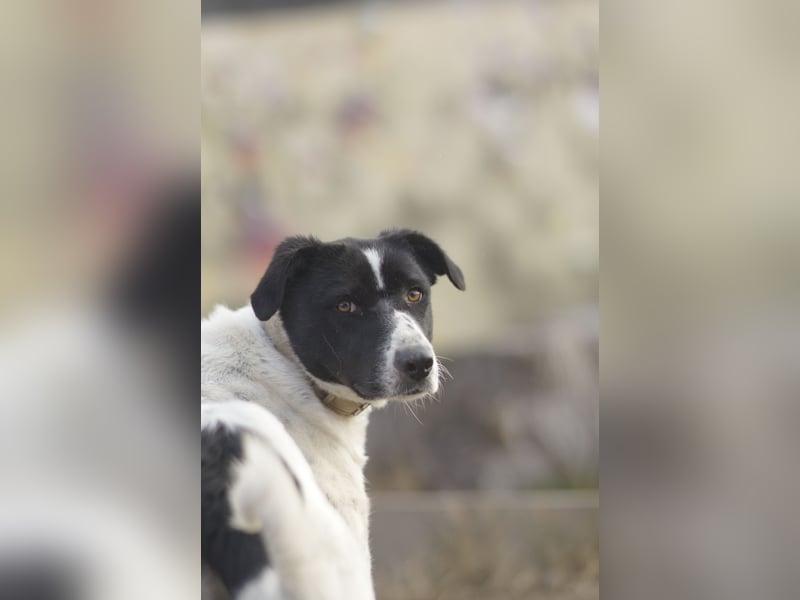 Menschenbezogene Agnes sucht ihr Zuhause