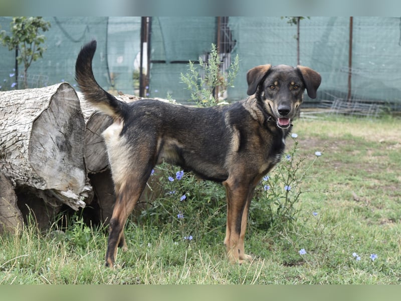 Fröhlicher Freddy sucht seine Familie