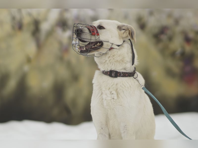 Aktiver Felix sucht erfahrene Menschen