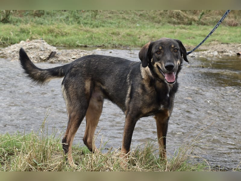 Fröhlicher Freddy sucht seine Familie
