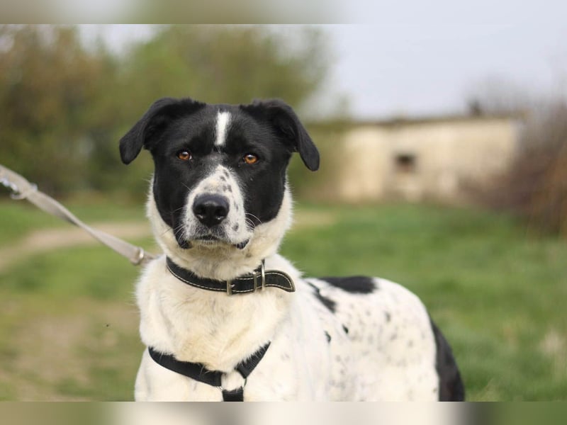 Menschenbezogene Agnes sucht ihr Zuhause