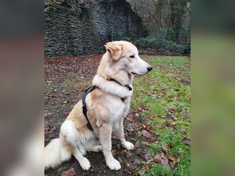 Buddy sucht seine Trainingspartner