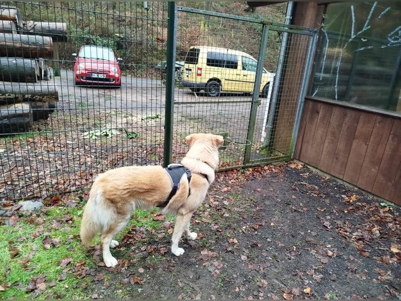 Buddy sucht seine Trainingspartner