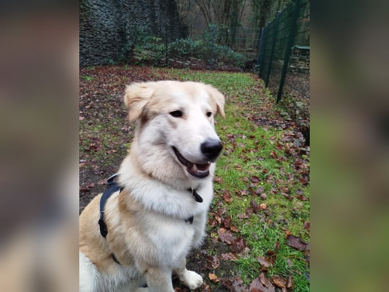 Buddy sucht seine Trainingspartner