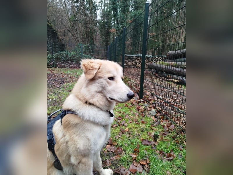 Buddy sucht seine Trainingspartner