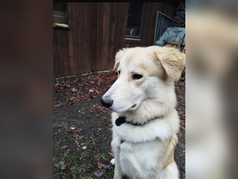 Buddy sucht seine Trainingspartner