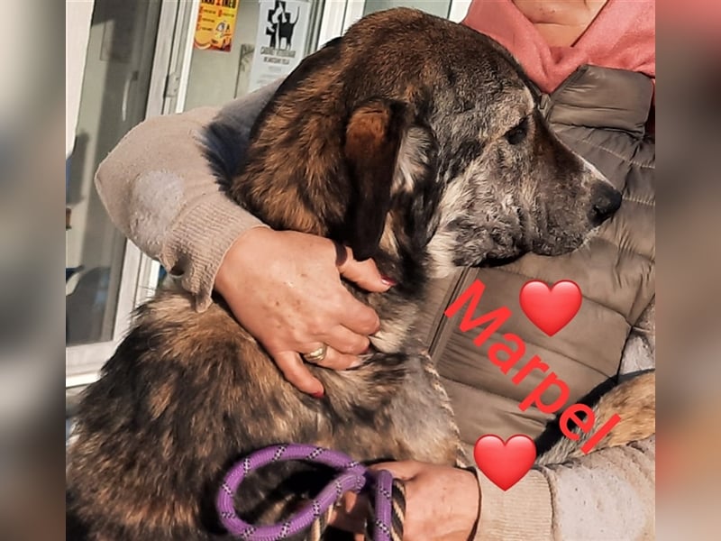 Riesenbaby Mapel, eine treue Seele,möchte Rumänien ganz schnell verlassen