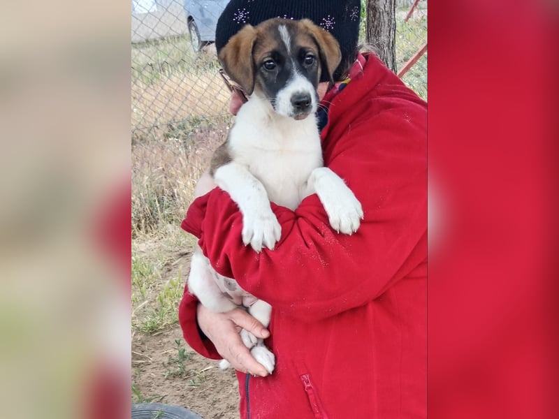 Hézöl möchte nicht länger warten