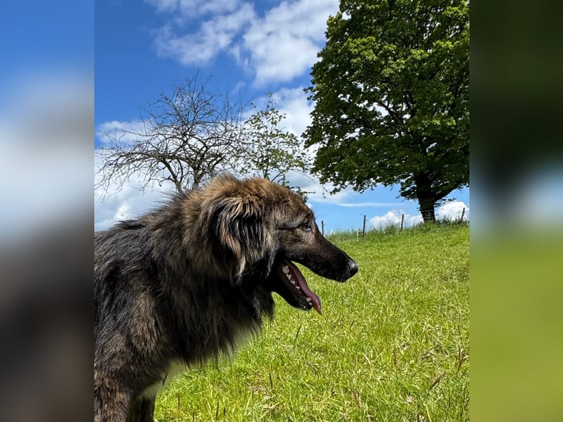 THEO, toller Kumpeltyp, 2 Jahre, 66 cm, Pflegestelle Kircheib, Tierschutz Rumänien