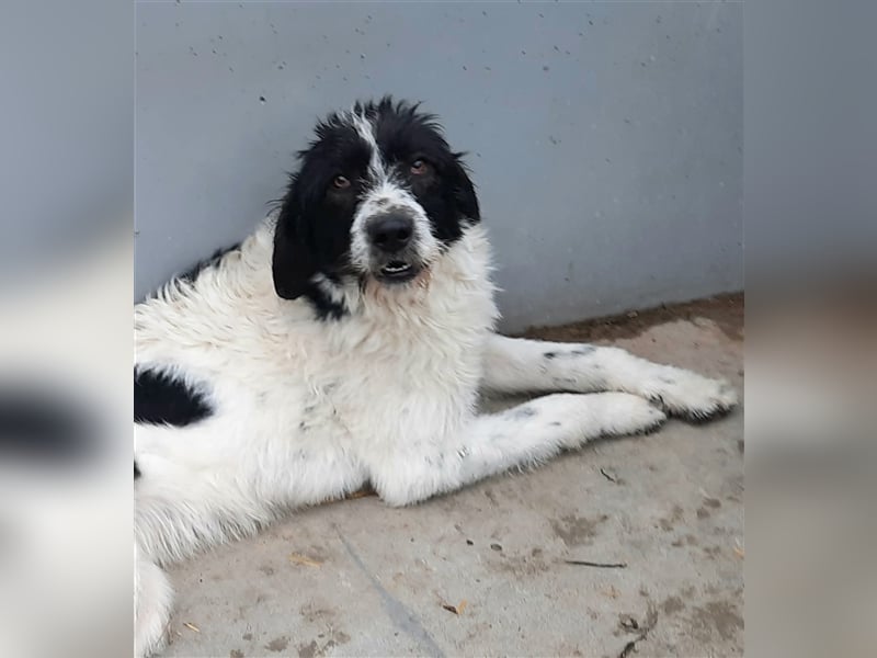 Riesenbaby Emy ist soooo lieb, möchte Rumänien schnell verlassen