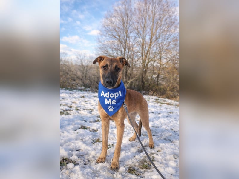 Seppl Tierschutzhund sucht ein Zuhause