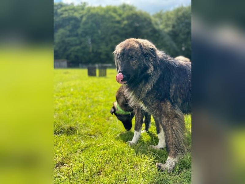 THEO, toller Kumpeltyp, 2 Jahre, 66 cm, Pflegestelle Kircheib, Tierschutz Rumänien
