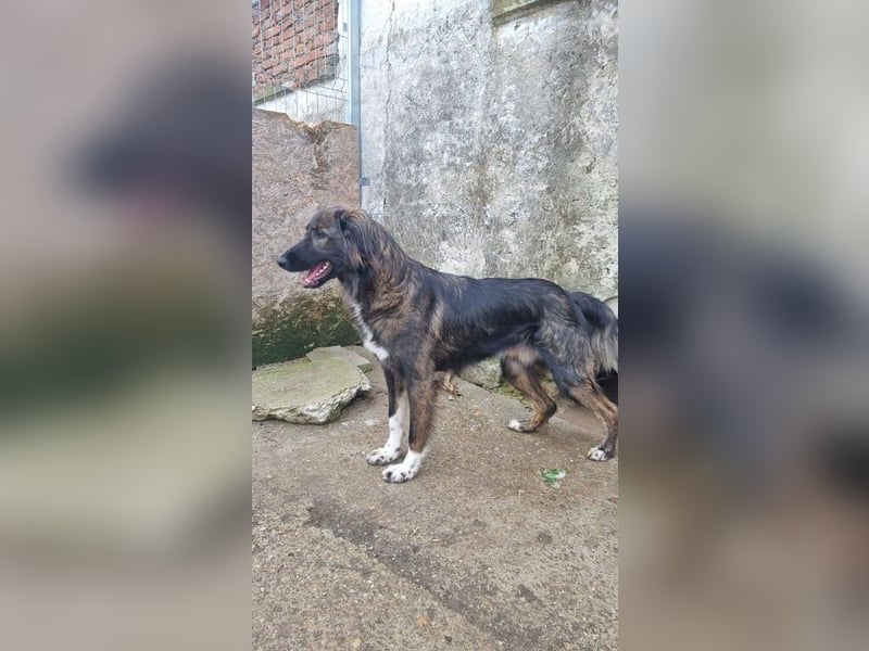 ⭐️THEO⭐️, entspannter Hundekumpel, 2 Jahre, 66 cm, Mischling, Tierschutz Rumänien