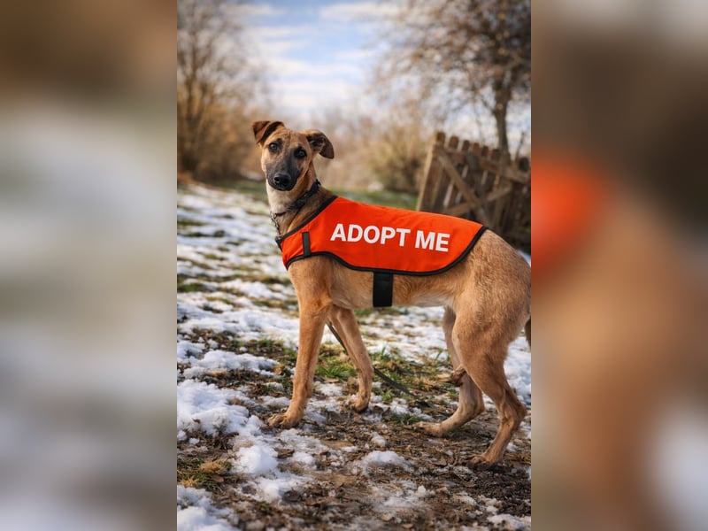 Saphira Tierschutzhund sucht ein Zuhause