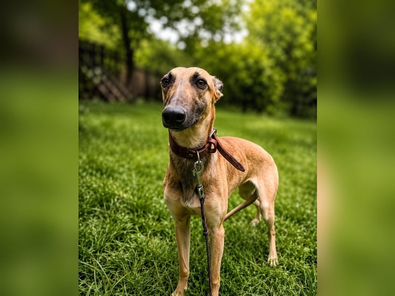 Saphira Tierschutzhund sucht ein Zuhause