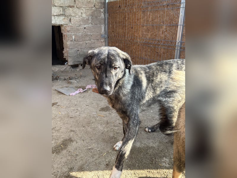 Notfell ⭐️ARI⭐️, besondere Hundeseele, Rüde, 2 Jahre, 55cm, Mischling, Tierschutz Rumänien