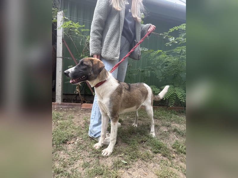 Hézöl möchte nicht länger warten