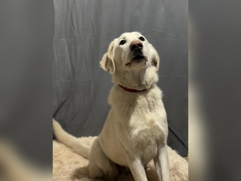 schöne Cuki sucht ihr Körbchen