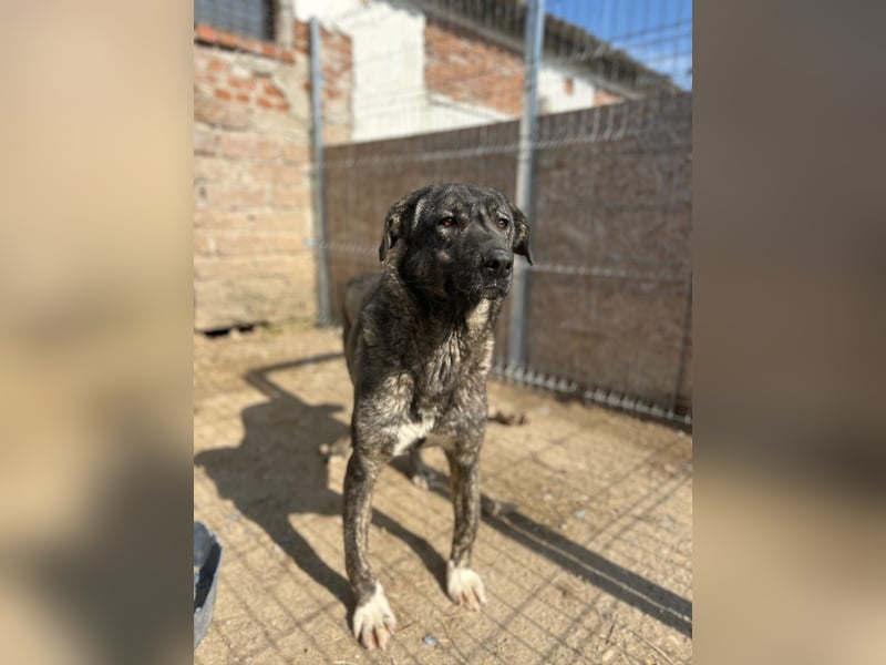 ARI, feiner Kerl, 2 Jahre, 62 cm, Mischling, Pflegestelle 57635, Tierschutz Rumänien