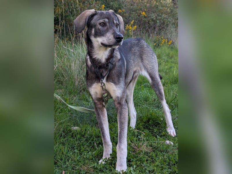 Zauberhafte Nori wartet auf unserem Tierschutzhof in Portugal!