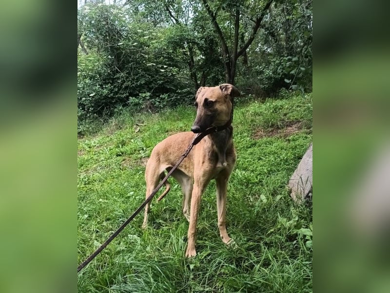 Saphira Tierschutzhund sucht ein Zuhause