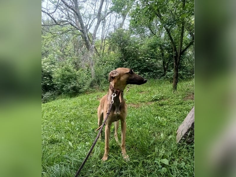 Saphira Tierschutzhund sucht ein Zuhause
