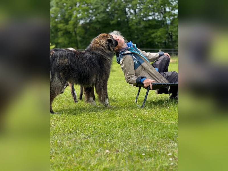 THEO, toller Kumpeltyp, 2 Jahre, 66 cm, Pflegestelle Kircheib, Tierschutz Rumänien