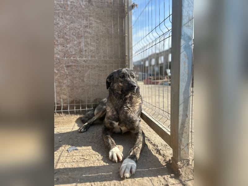 ARI, feiner Kerl, 2 Jahre, 62 cm, Mischling, Pflegestelle 57635, Tierschutz Rumänien