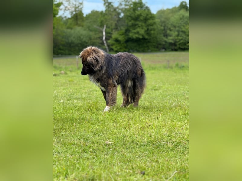 THEO, toller Kumpeltyp, 2 Jahre, 66 cm, Pflegestelle Kircheib, Tierschutz Rumänien