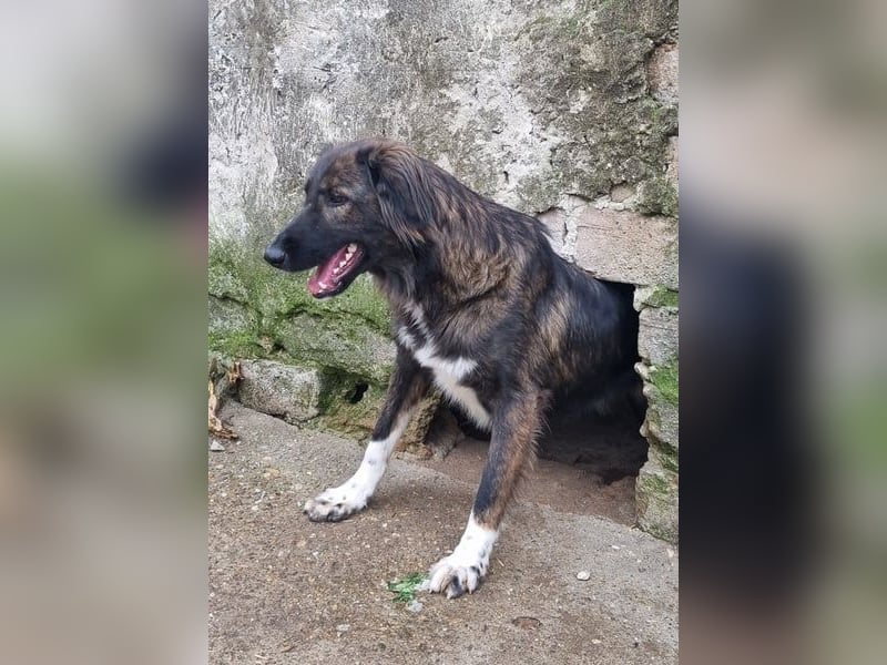 ⭐️THEO⭐️, entspannter Hundekumpel, 2 Jahre, 66 cm, Mischling, Tierschutz Rumänien