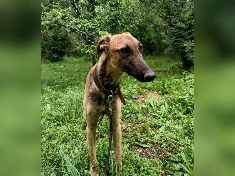 Seppl Tierschutzhund sucht ein Zuhause