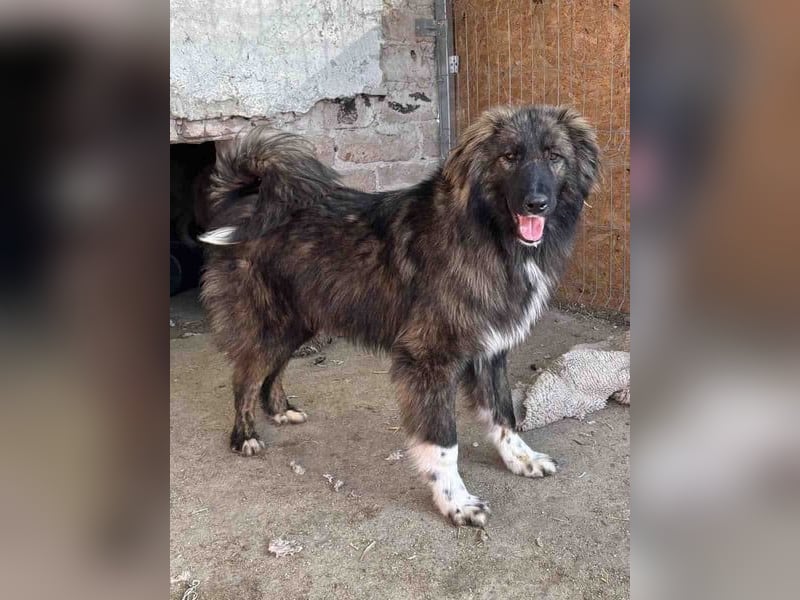 ⭐️THEO⭐️, entspannter Hundekumpel, 2 Jahre, 66 cm, Mischling, Tierschutz Rumänien