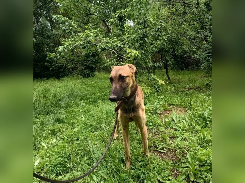 Seppl Tierschutzhund sucht ein Zuhause
