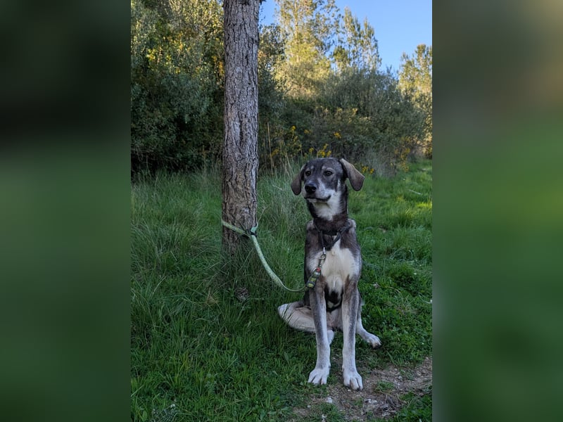 Zauberhafte Nori wartet auf unserem Tierschutzhof in Portugal!