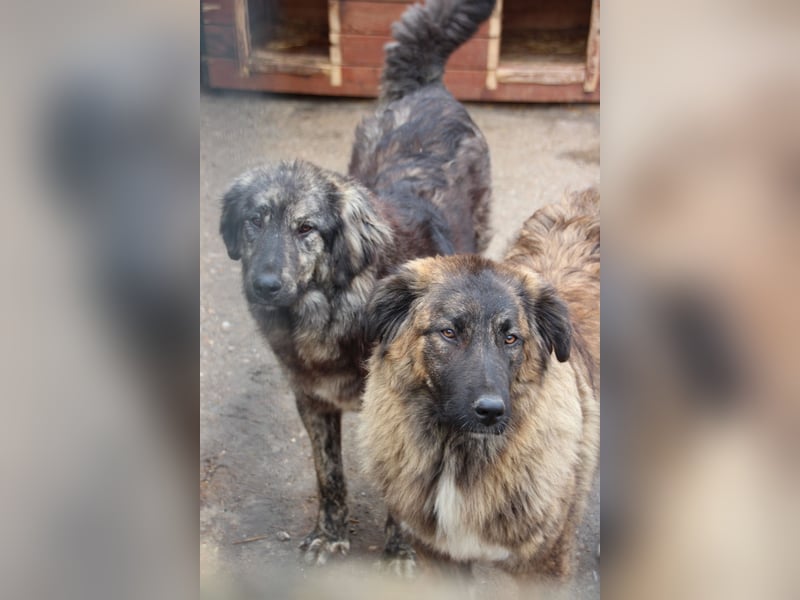⭐️HALLY⭐️, beeindruckende Hündin, 11 Monate, 63 cm, Mischling, Tierschutz Rumänien