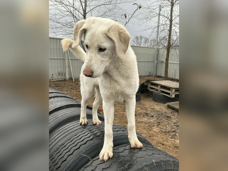 schöne Cuki sucht ihr Körbchen