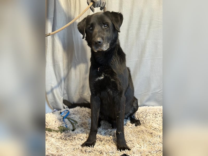 Darf Betyar noch einmal ankommen ?