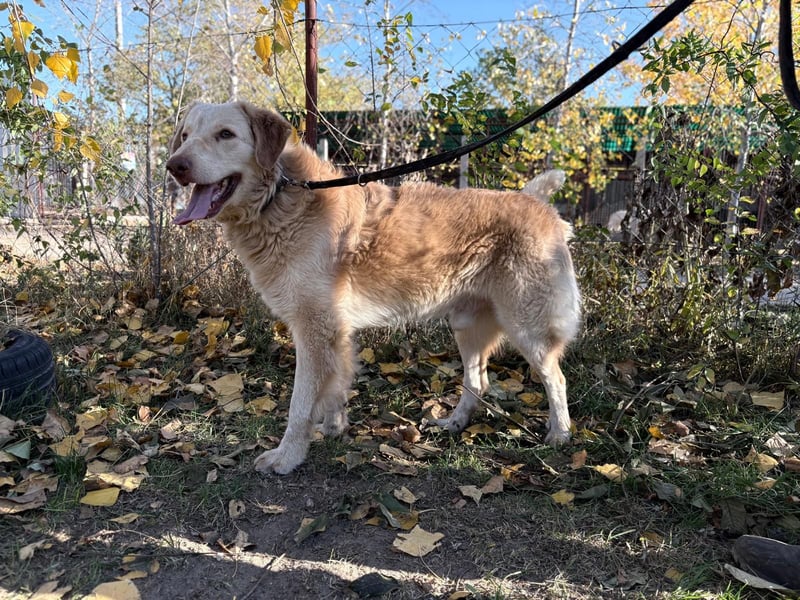 Habib - Braucht dringend einen warmen Platz!