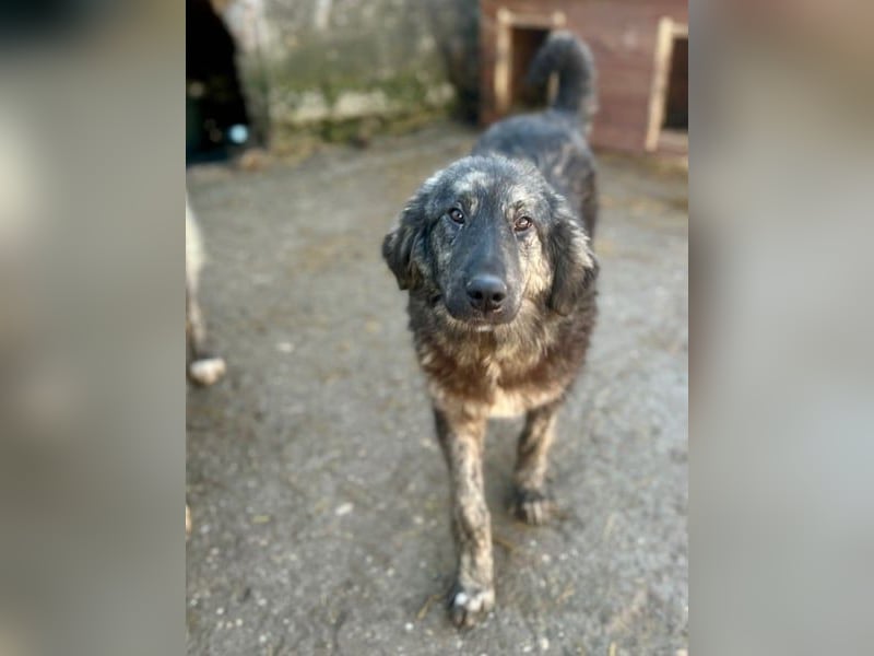 ⭐️HALLY⭐️, beeindruckende Hündin, 11 Monate, 63 cm, Mischling, Tierschutz Rumänien