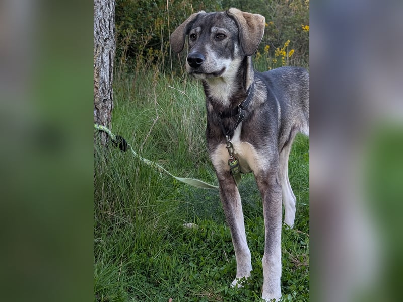 Zauberhafte Nori wartet auf unserem Tierschutzhof in Portugal!