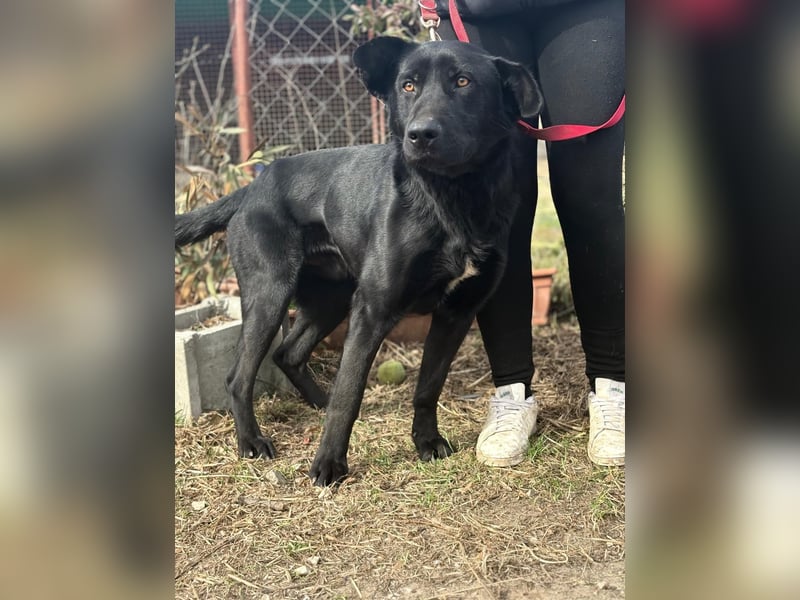 Leontin wartet auf seine Chance