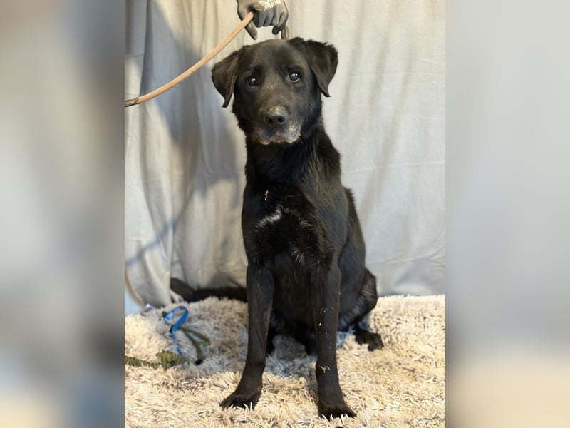 Darf Betyar noch einmal ankommen ?