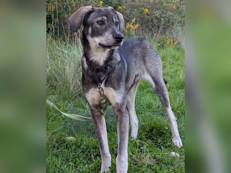 Zauberhafte Nori wartet auf unserem Tierschutzhof in Portugal!