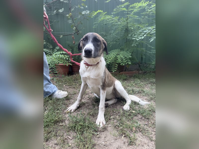 Hézöl möchte nicht länger warten