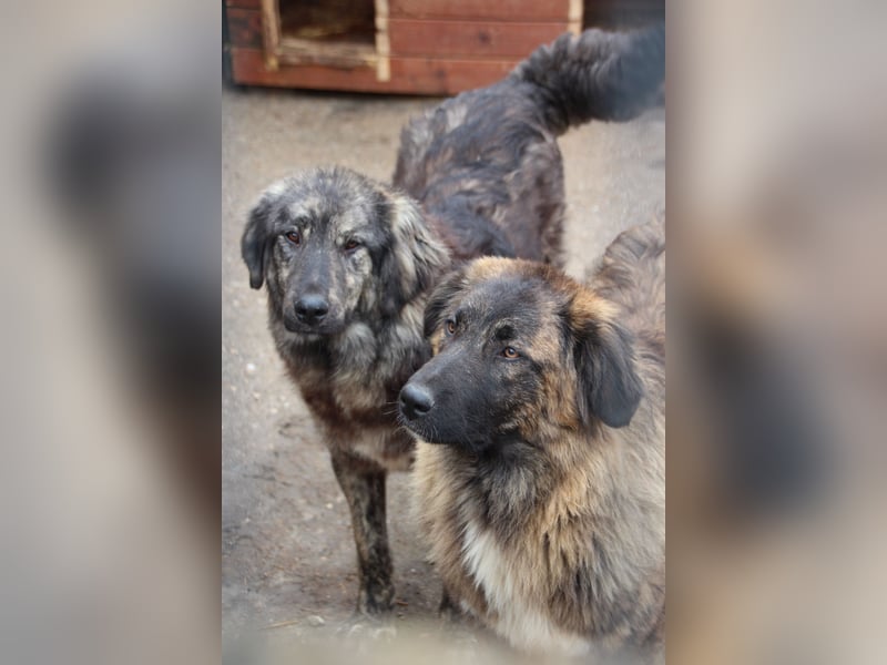 ⭐️HALLY⭐️, beeindruckende Hündin, 11 Monate, 63 cm, Mischling, Tierschutz Rumänien