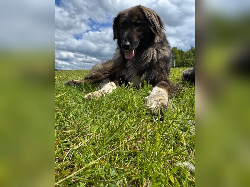 THEO, toller Kumpeltyp, 2 Jahre, 66 cm, Pflegestelle Kircheib, Tierschutz Rumänien