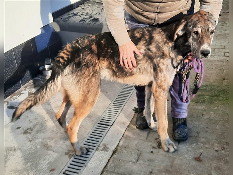 Riesenbaby Mapel, eine treue Seele,möchte Rumänien ganz schnell verlassen