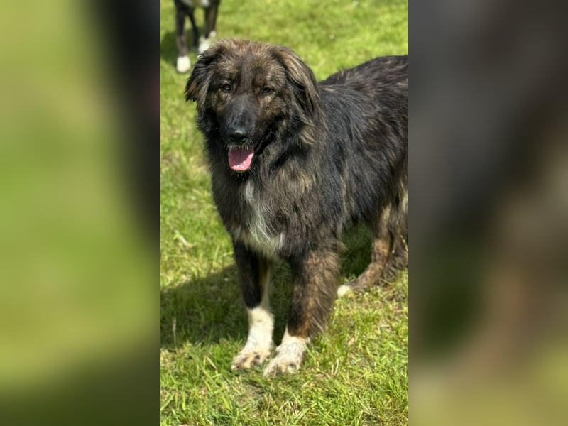 THEO, toller Kumpeltyp, 2 Jahre, 66 cm, Pflegestelle Kircheib, Tierschutz Rumänien