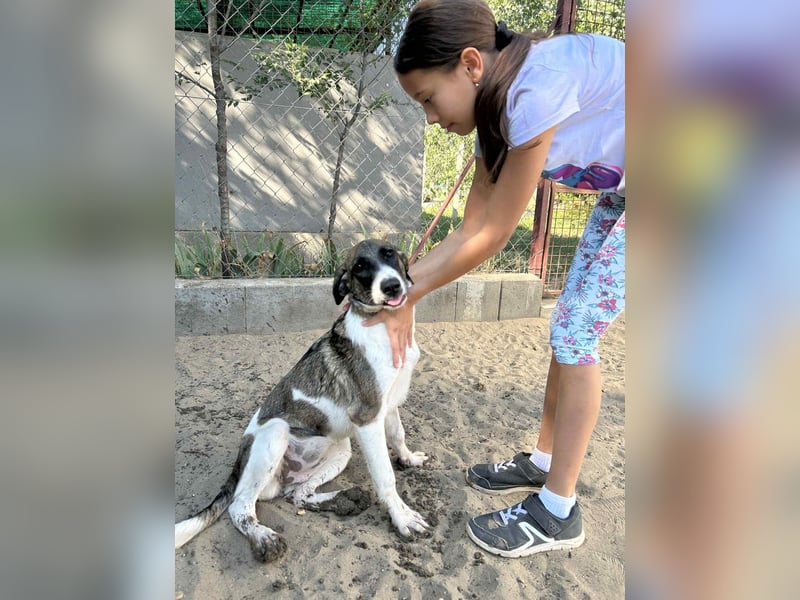 Hézöl möchte nicht länger warten